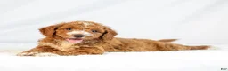 Mini Goldendoodle dogs for sale: Marley - Ad 5