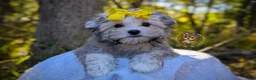 Morkie dogs for sale: Thicket - Ad 2