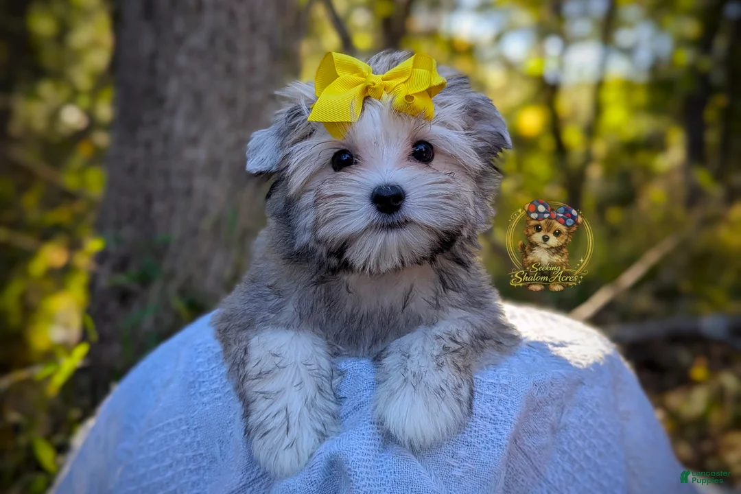 Morkie dogs for sale: Thicket - Ad 2