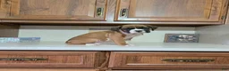 Boxer dogs for sale: Jesse - Ad 3