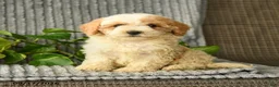 Bichpoo dogs for sale: Chloe - Ad 3