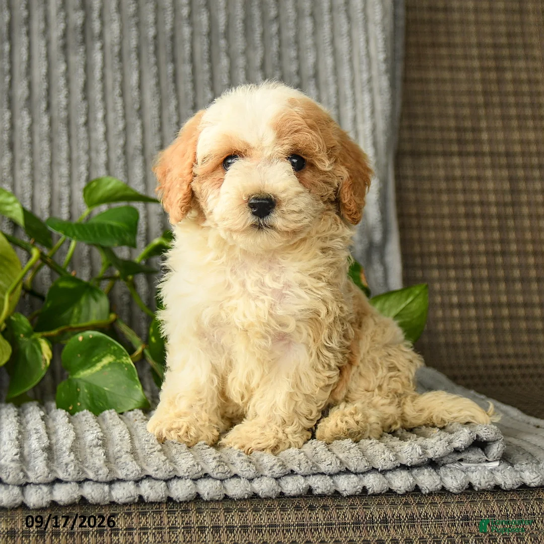 Bichpoo dogs for sale: Chloe - Ad 3