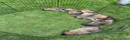 Mixed Breed dogs for sale: August - Ad 7