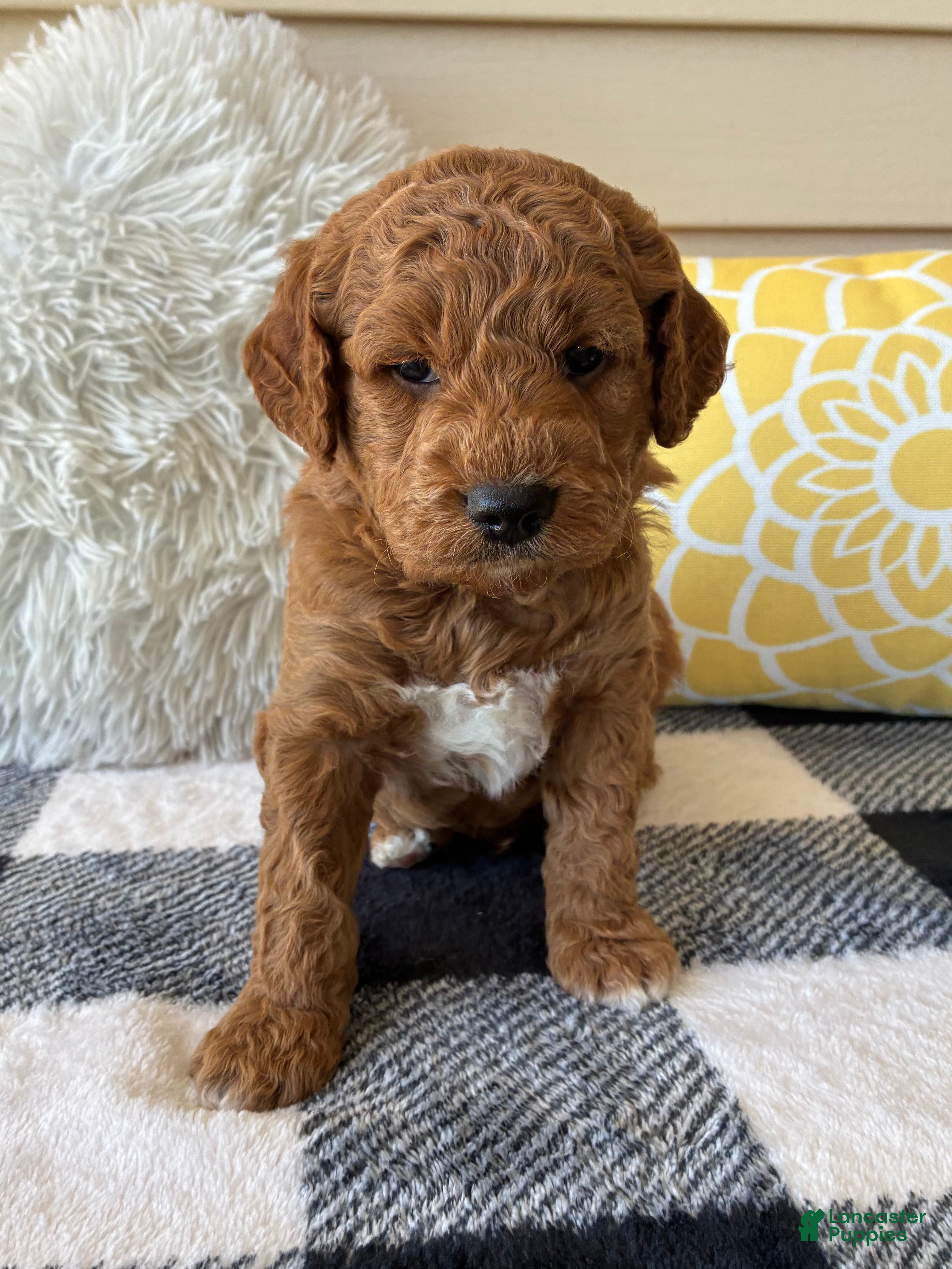 Mini Goldendoodle dogs Mini Goldendoodle “Axel” - Ad 1