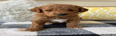 Mini Goldendoodle “Axel”
