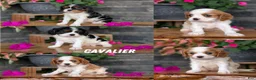Cavalier King Charles Spaniel dogs for sale: Lady - Ad 13