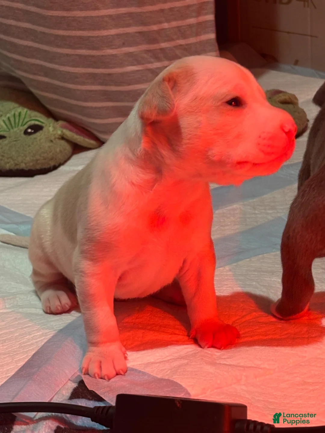 American Bully dogs for sale: American Bully 1 - Ad 2
