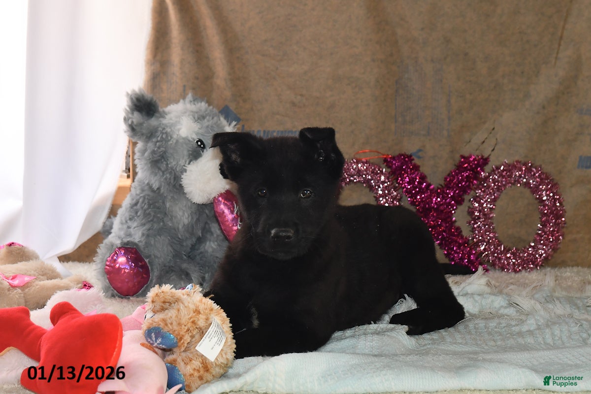 Belgian Malinois dogs Leo - Ad 22