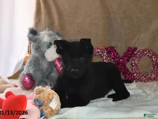 Belgian Malinois dogs Leo - Ad 3