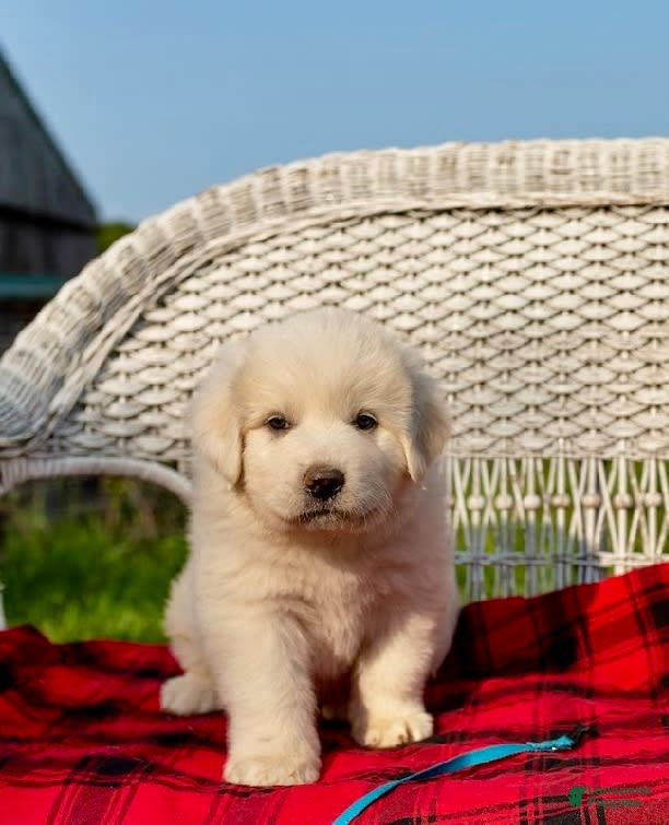 Great Pyrenees Golden Retriever Mix Puppy Golden Pyrenees Dog