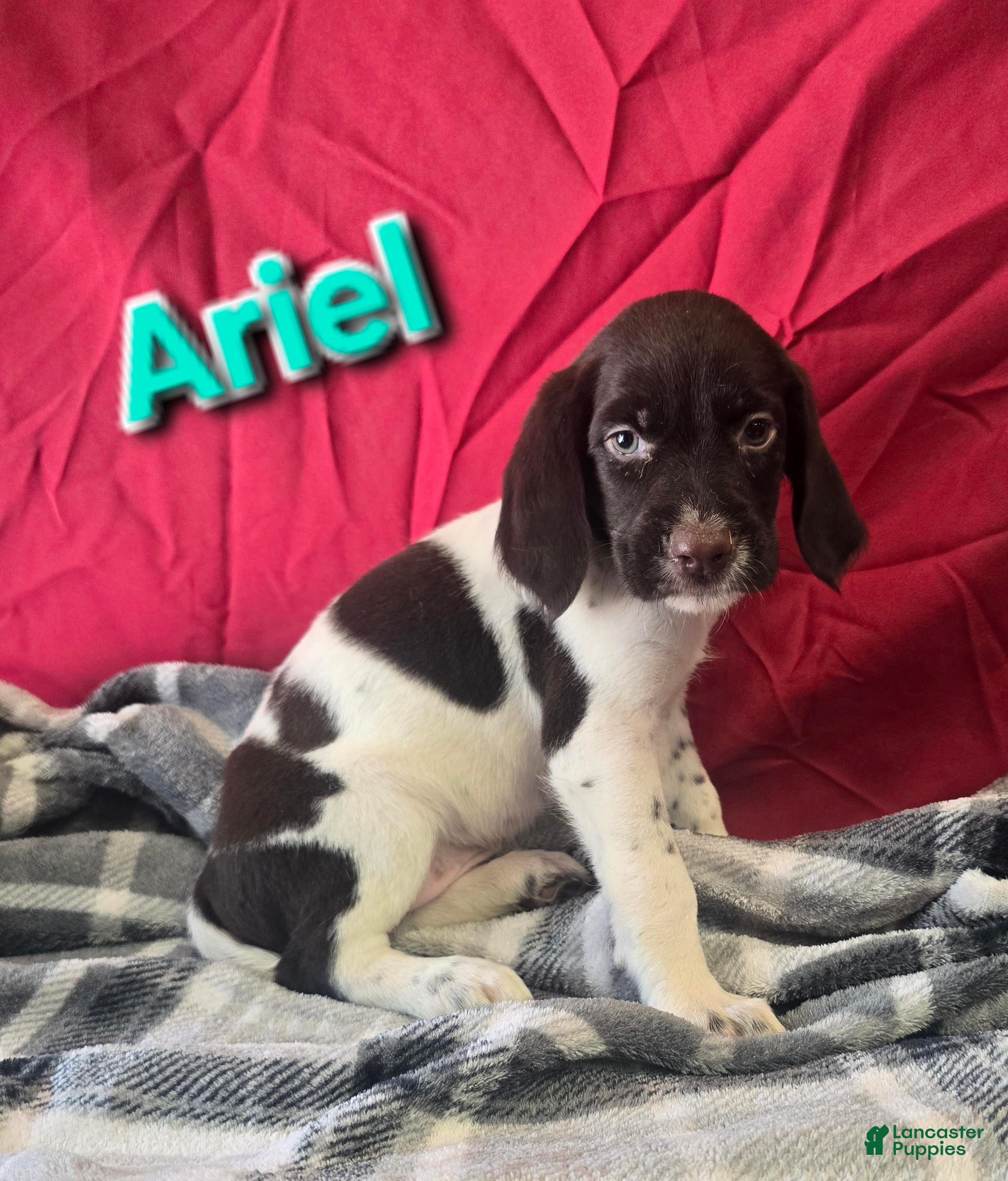 German Wirehaired Pointer dogs ARIEL - Ad 6