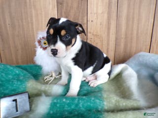 Jack Russell Terrier dogs Jack Russell Terrier Puppy 1 Jacko - Ad 39