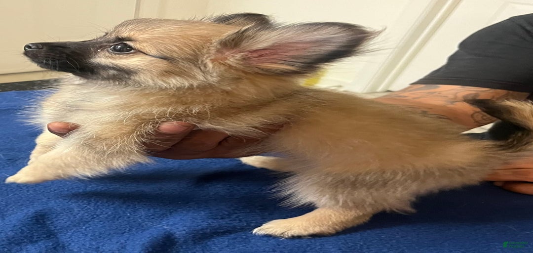 Gallery Image {{count}}