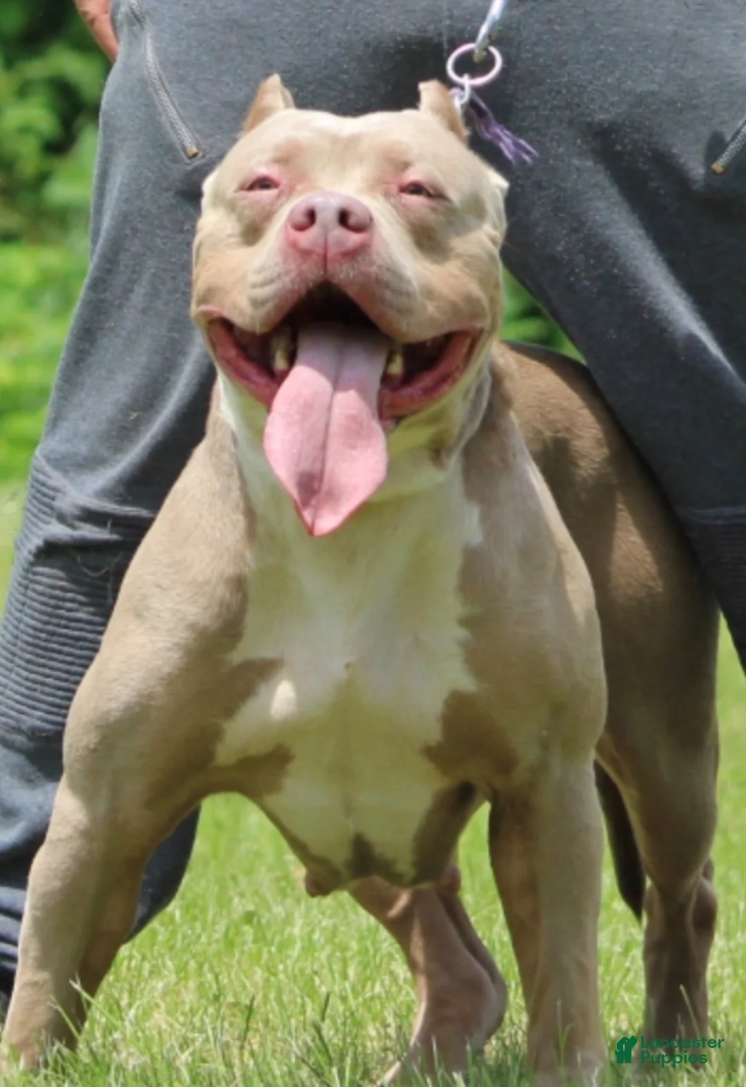 American Bully dogs for sale: ODYSSEY - Ad 4