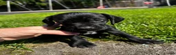 Mixed Breed dogs for sale: Red - Ad 25