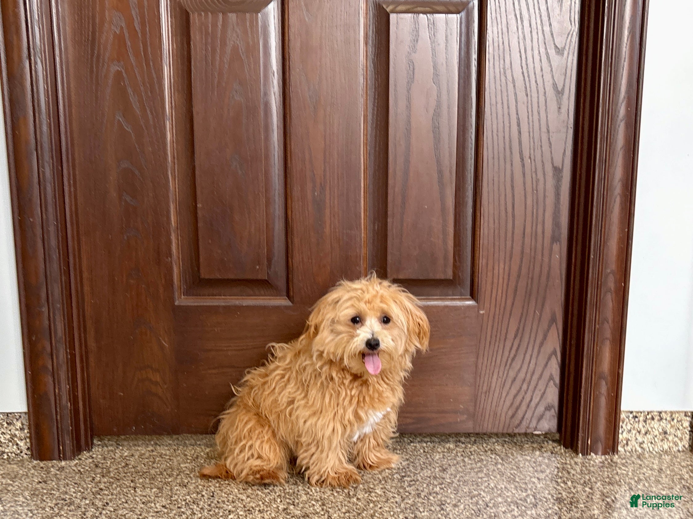 Maltipoo dogs Maltipoo Male Puppy 1 - Ad 1