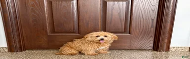 Maltipoo Male Puppy 1