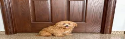 Maltipoo dogs for sale: Maltipoo Male Puppy 1 - Ad 1