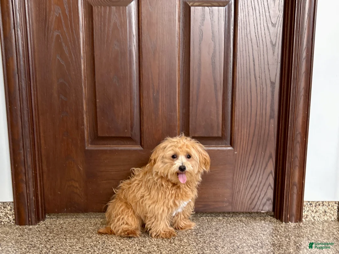 Maltipoo dogs for sale: Maltipoo Male Puppy 1 - Ad 1