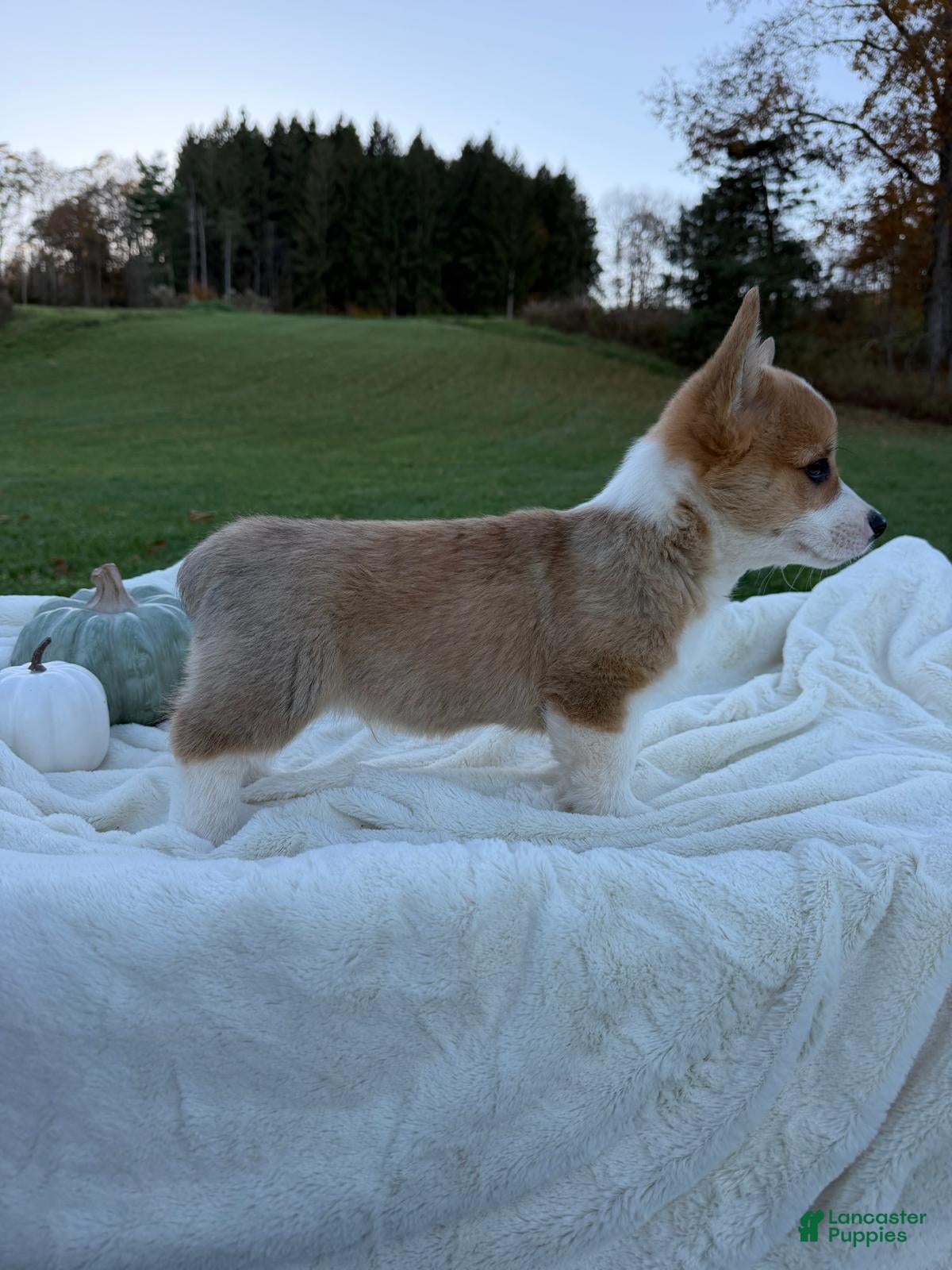 Welsh Corgi Pembroke dogs for sale: Logan - Ad 1