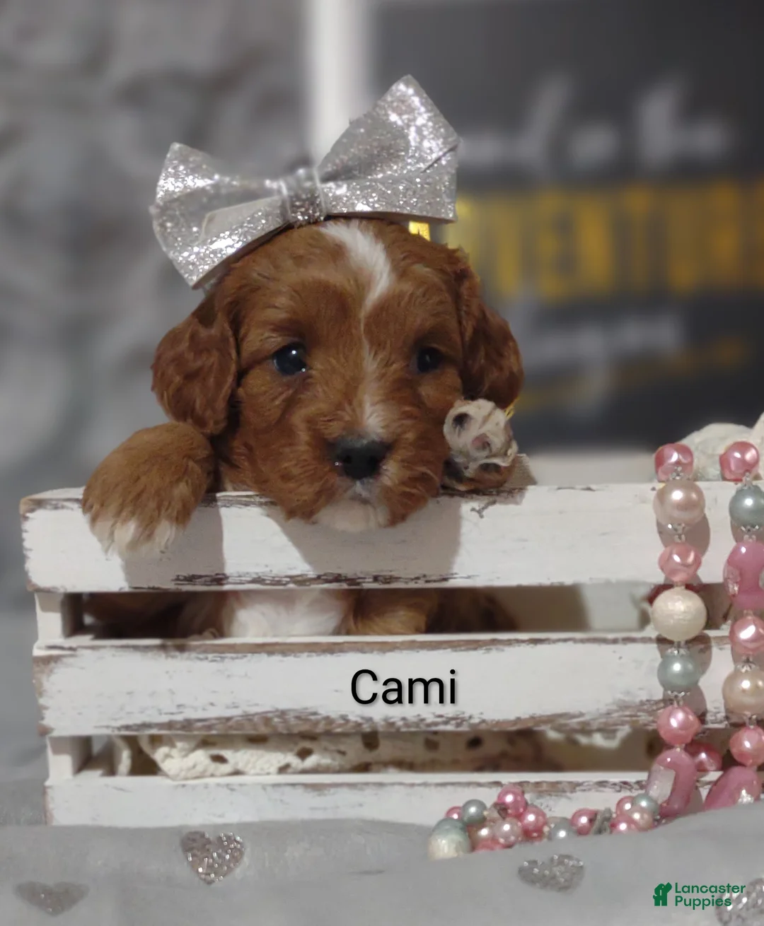 Cavapoo dogs for sale: Cami - Ad 1