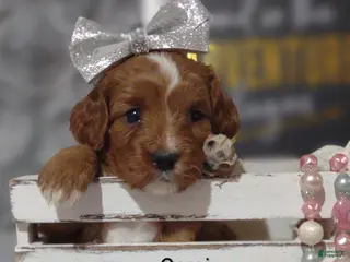 Cavapoo dogs Cami - Ad 22