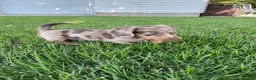 Miniature Dachshund dogs for sale: Davy - Ad 4