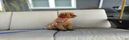 Maltipoo dogs for sale: Ranger - Ad 8