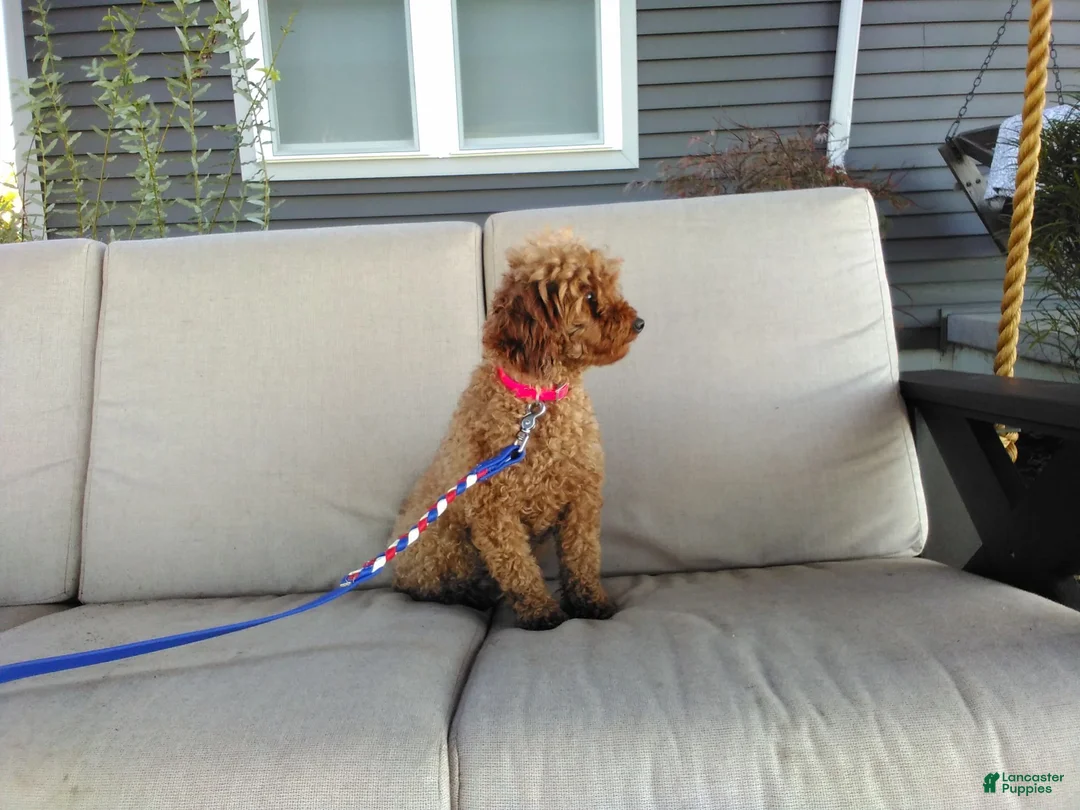Maltipoo dogs for sale: Ranger - Ad 8
