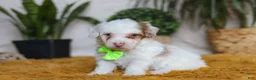 Yorkiepoo dogs for sale: Maxime - Ad 3