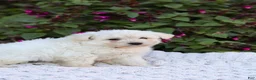 Mixed Breed dogs for sale: Pixel - Ad 8