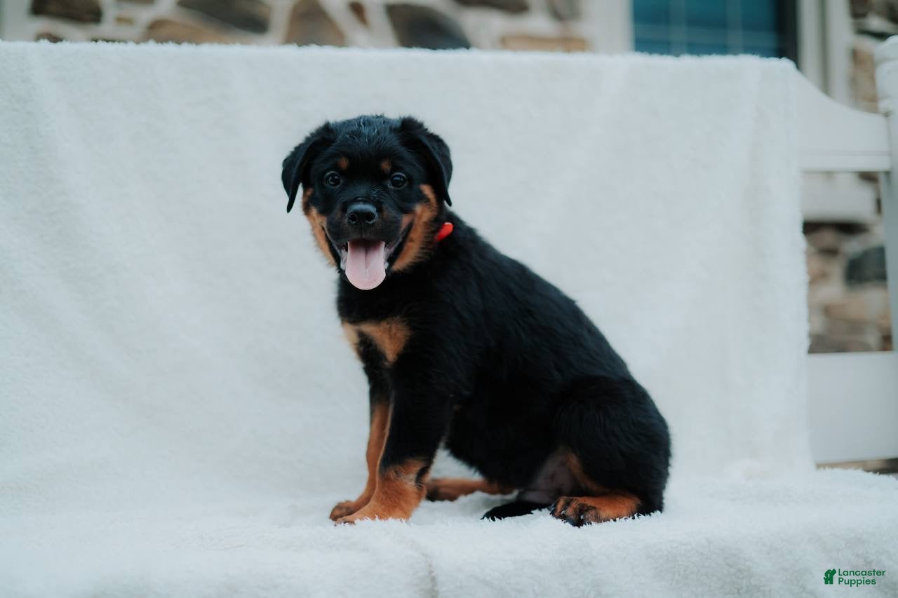 Rottweiler dogs Rottweiler 2 - Ad 1