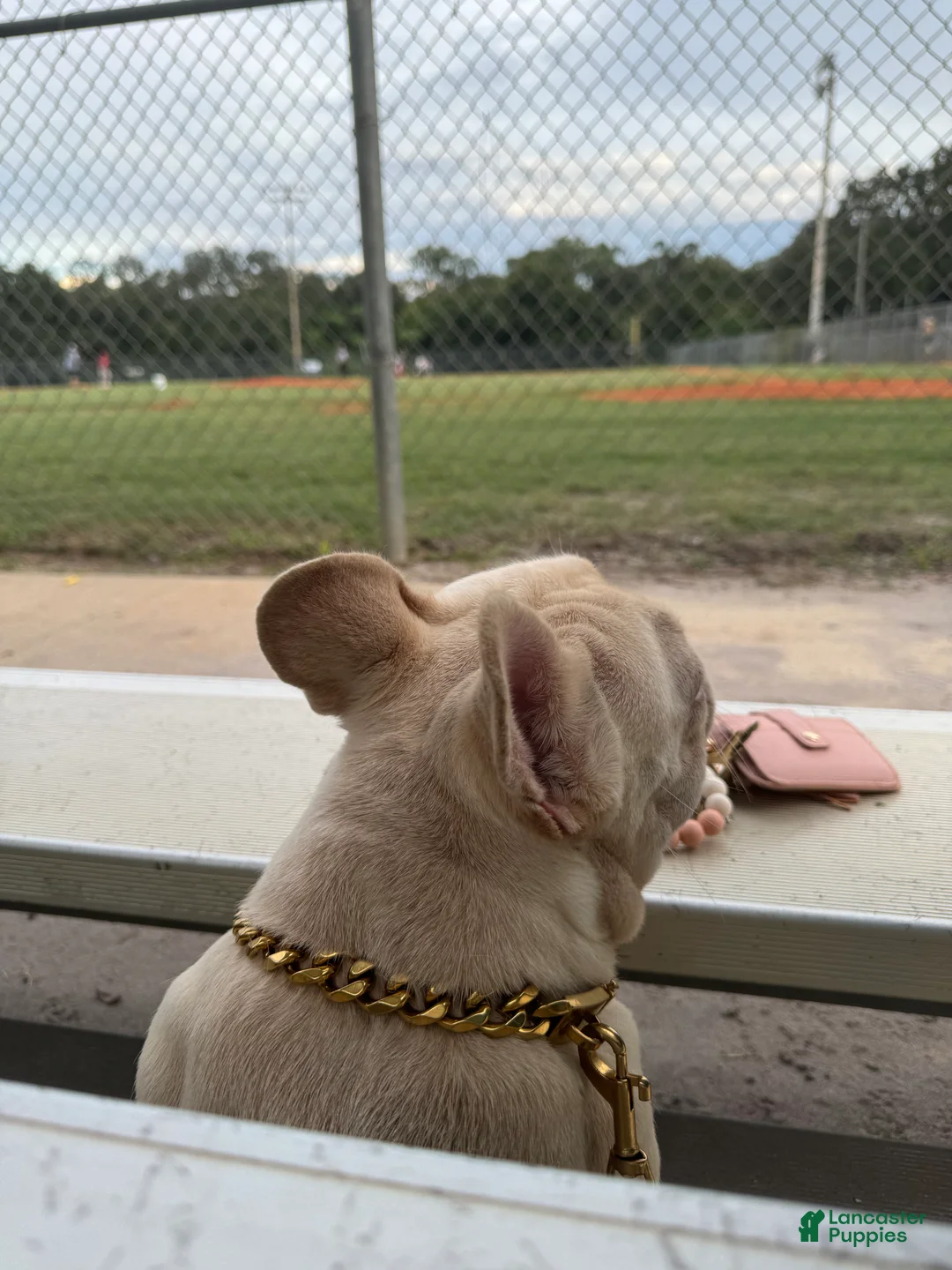 French Bulldog dogs for stud: Pecan stud - Ad 10