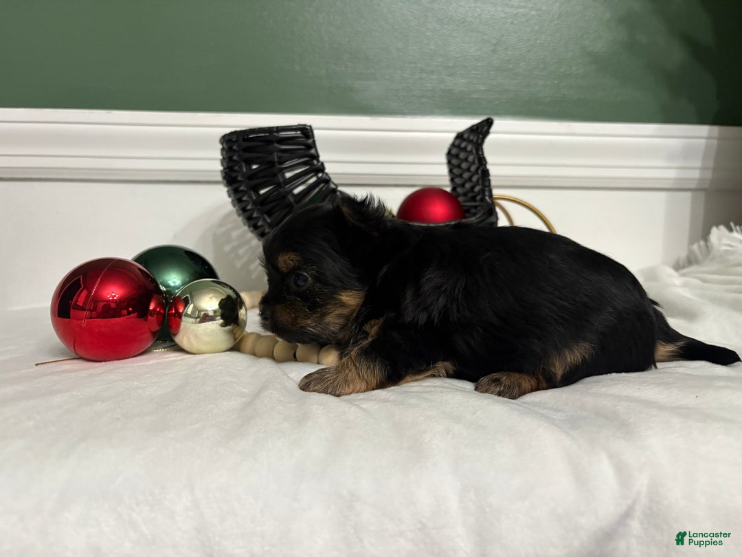 Yorkshire Terrier dogs for sale: TEACUP OLLIE - Ad 3
