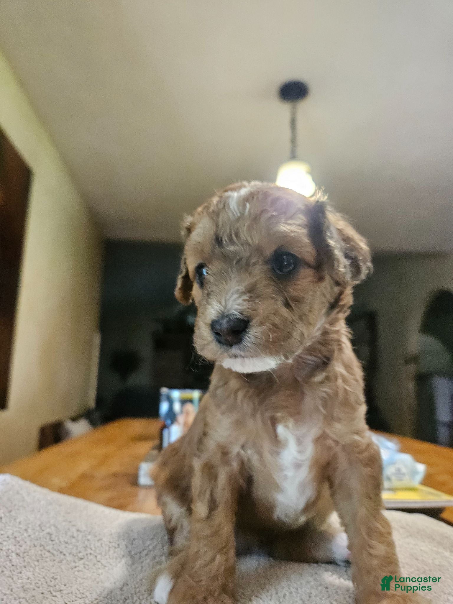Mini Goldendoodle dogs Mini Goldendoodle 5 - Ad 2