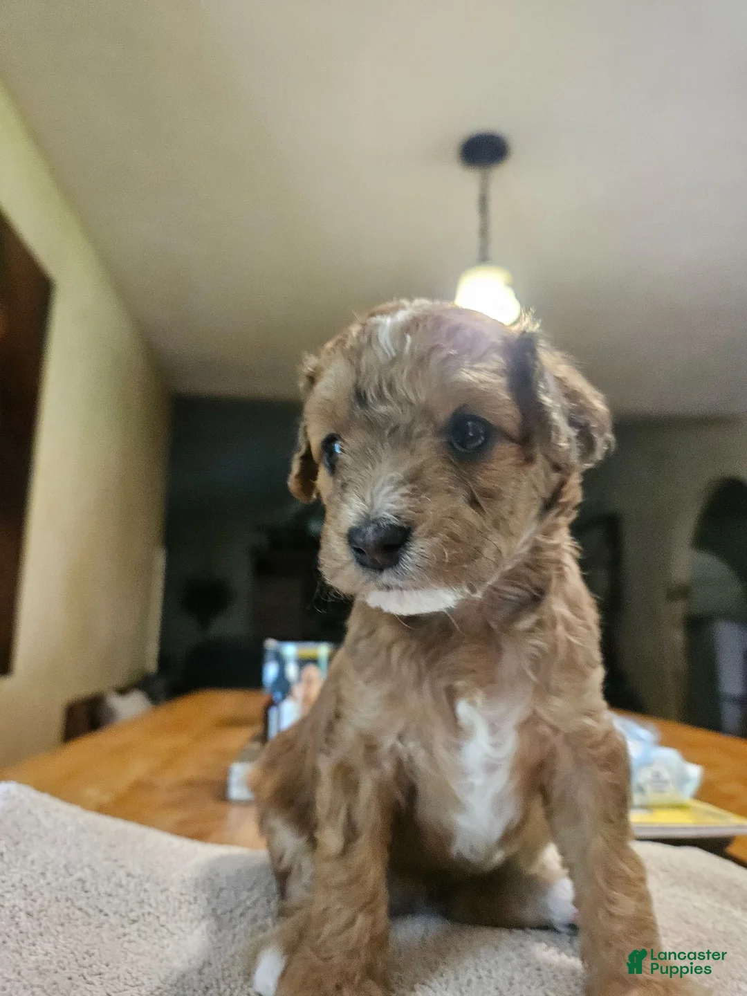 Mini Goldendoodle dogs for sale: Mini Goldendoodle 5 - Ad 2