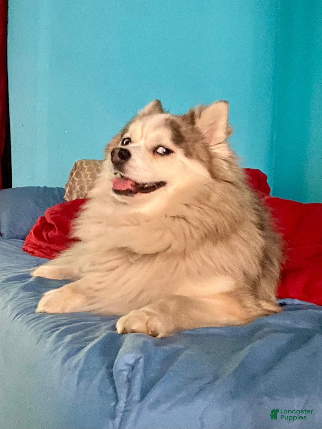 Pomsky dogs for sale: CJ “Caramel Jr” - Ad 19