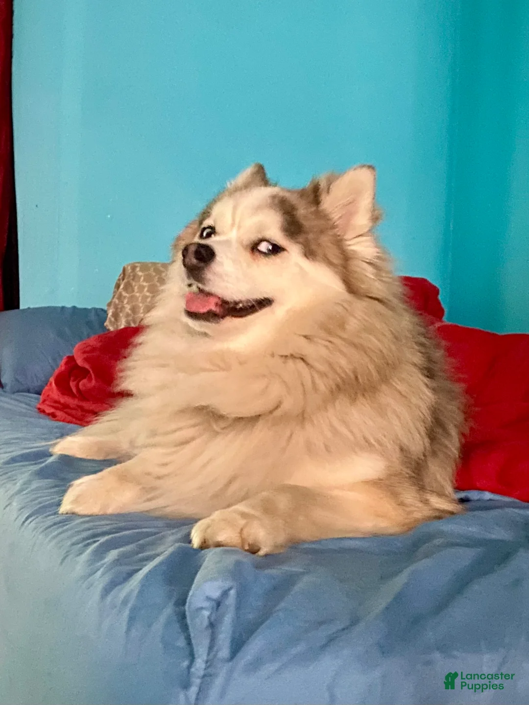 Pomsky dogs for sale: Marty - Ad 26