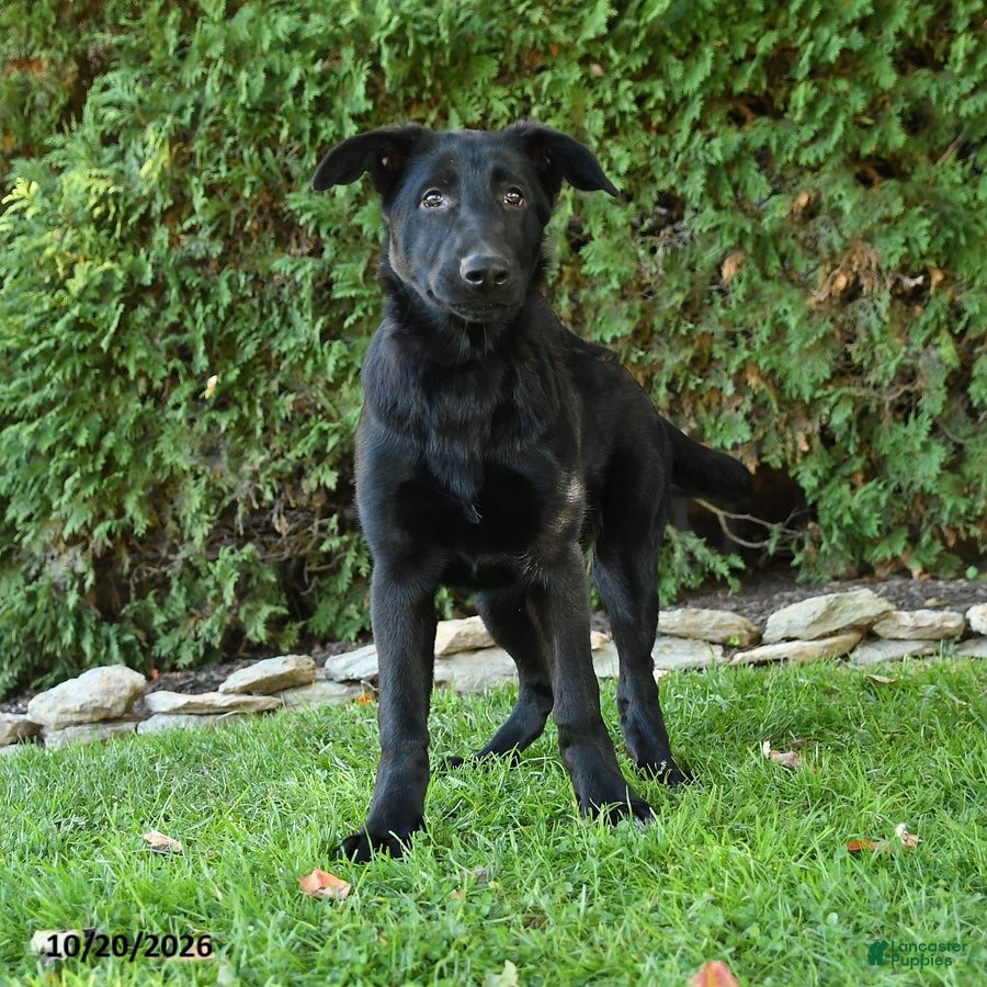 German Shepherd dogs Ginger  - Ad 2