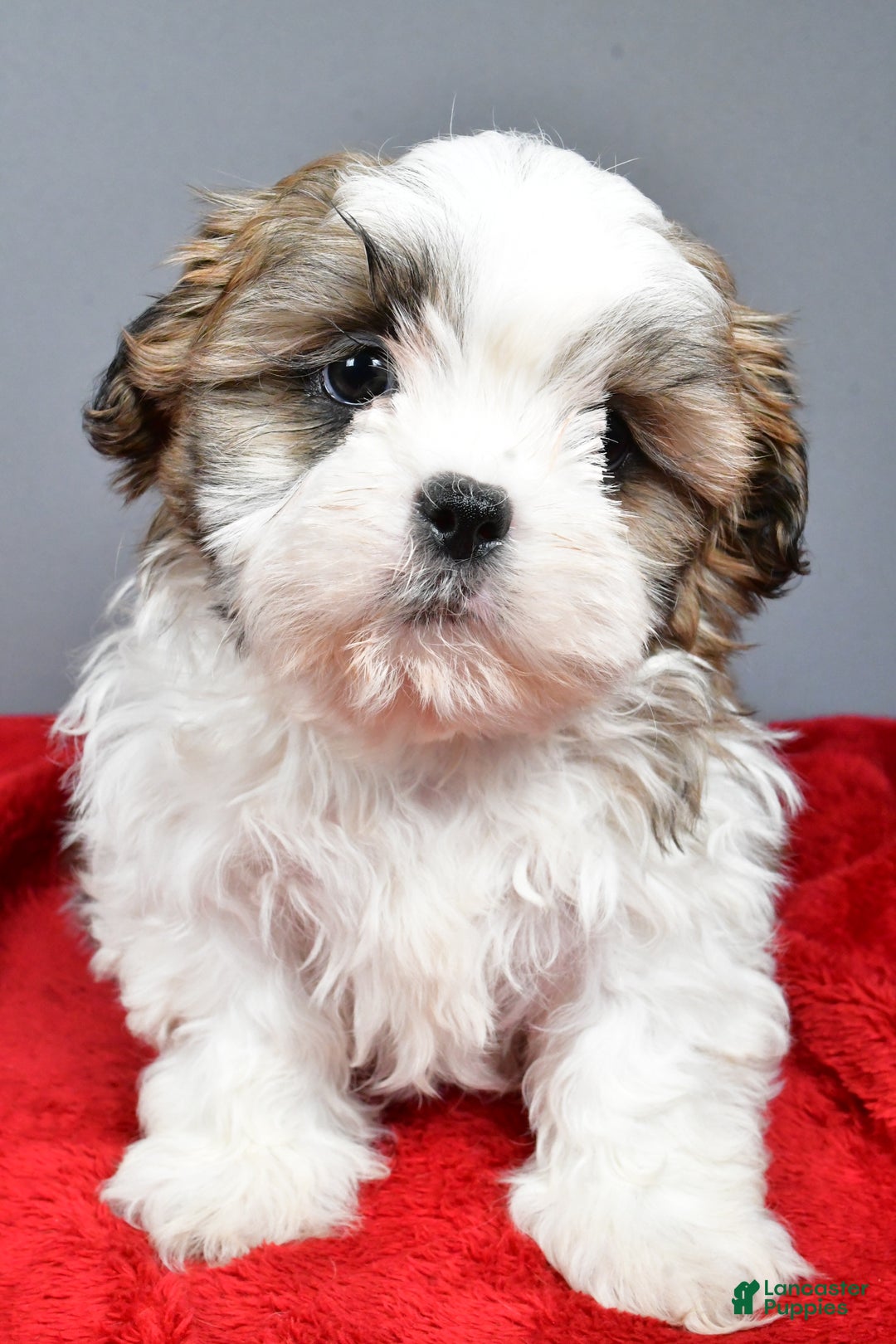 Shih Tzu dogs for sale: Rocket - Ad 7