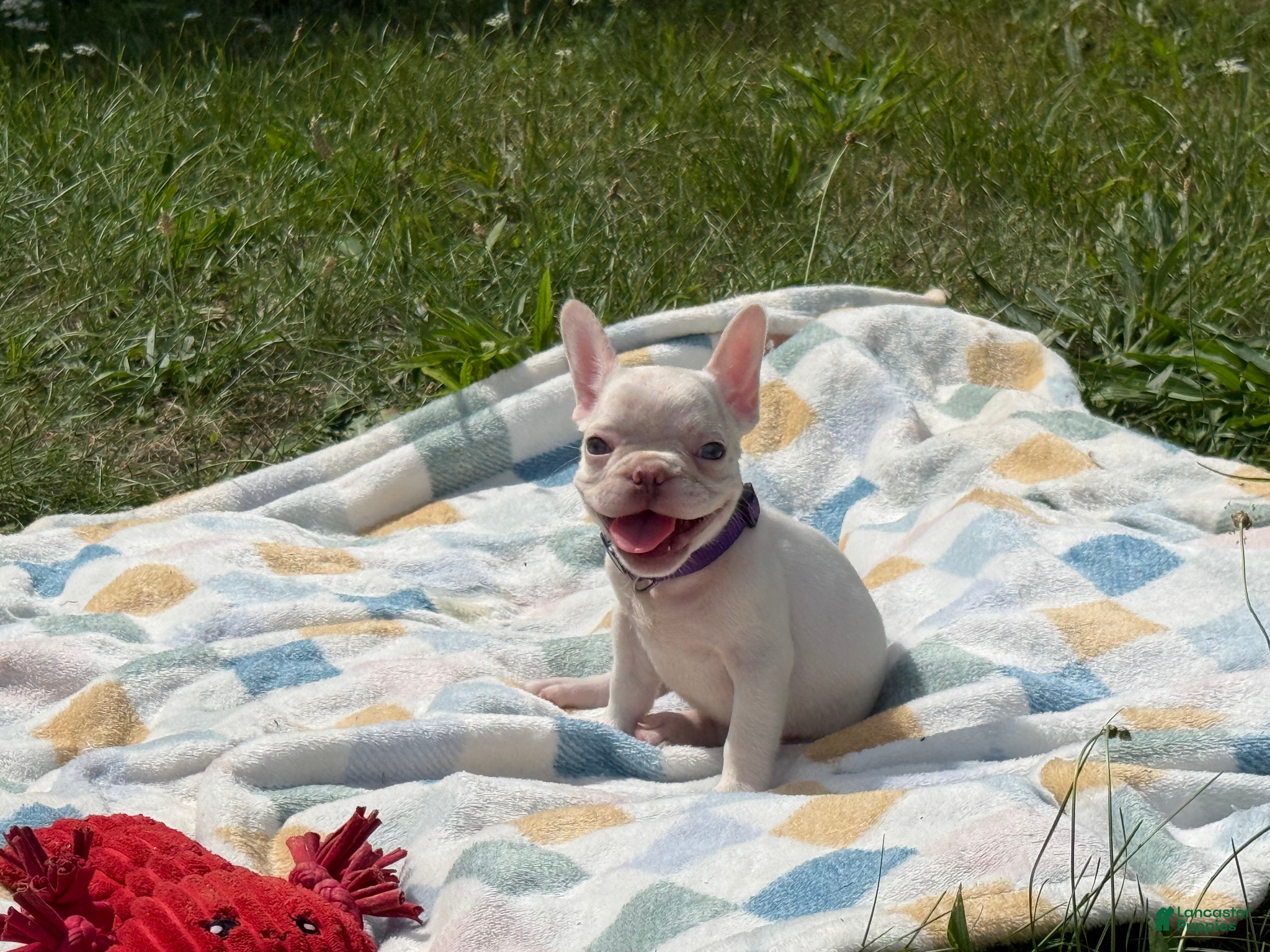 French Bulldog dogs Dior - Ad 31