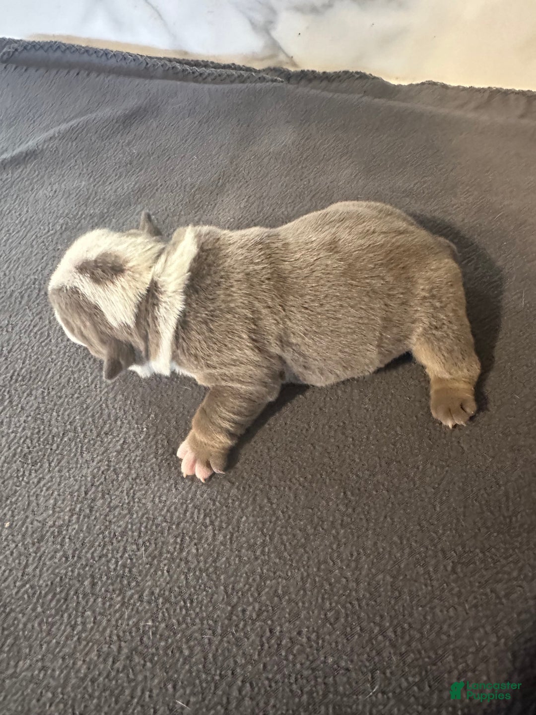 English Bulldog dogs for sale: Lilac and White Male - Ad 29