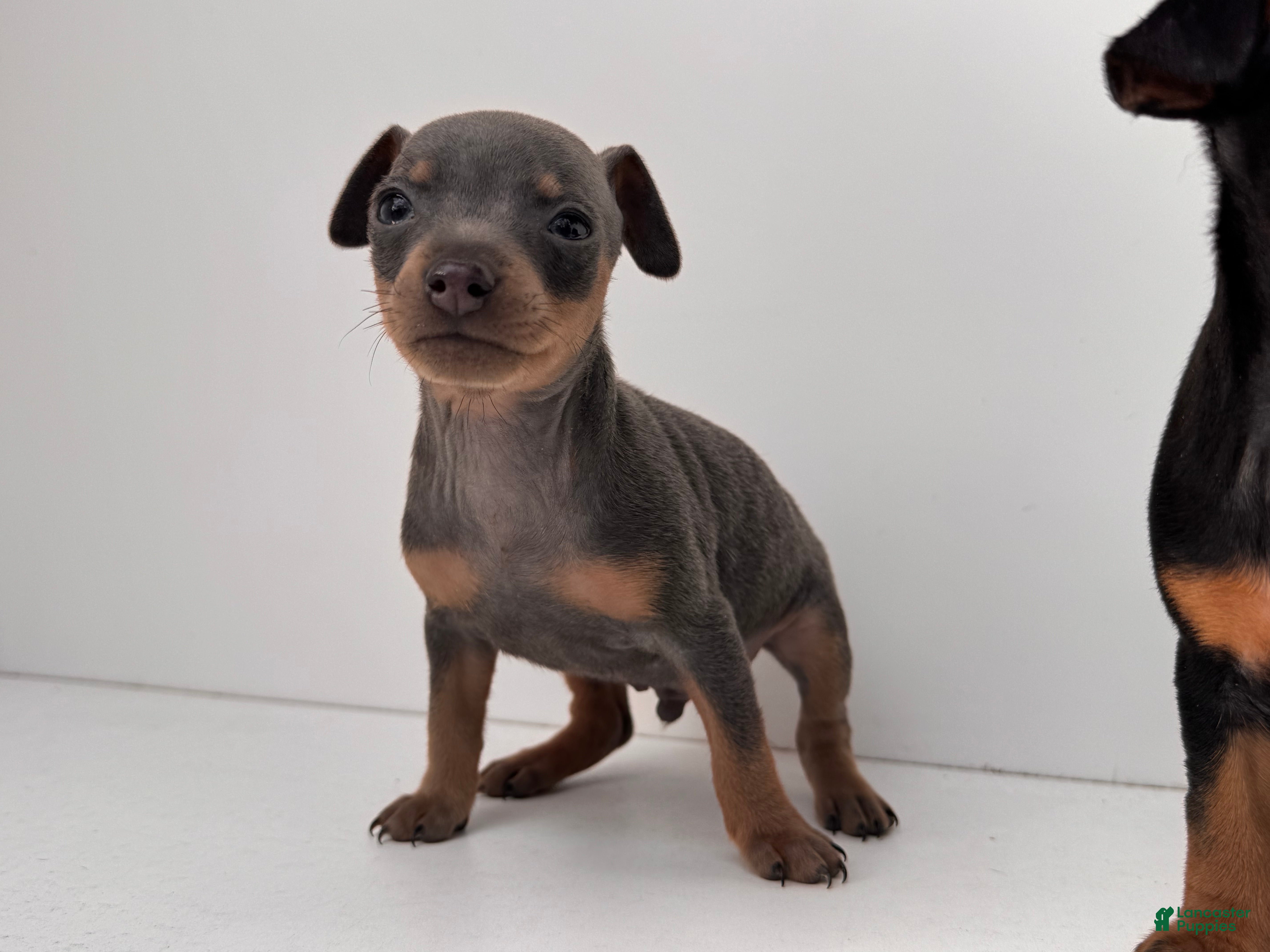 Miniature Pinscher dogs Zeke - Ad 26
