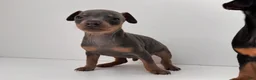 Miniature Pinscher dogs for sale: Zeke - Ad 1