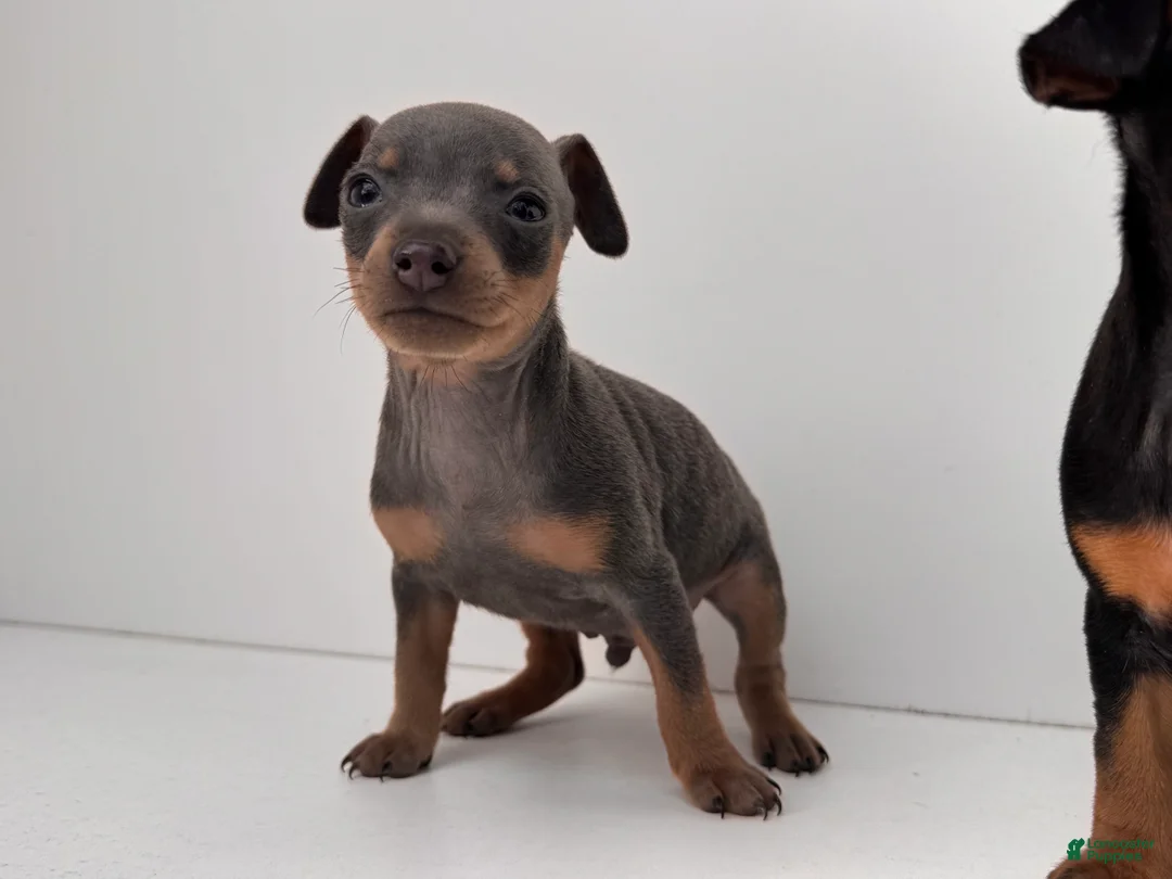 Miniature Pinscher dogs for sale: Zeke - Ad 1