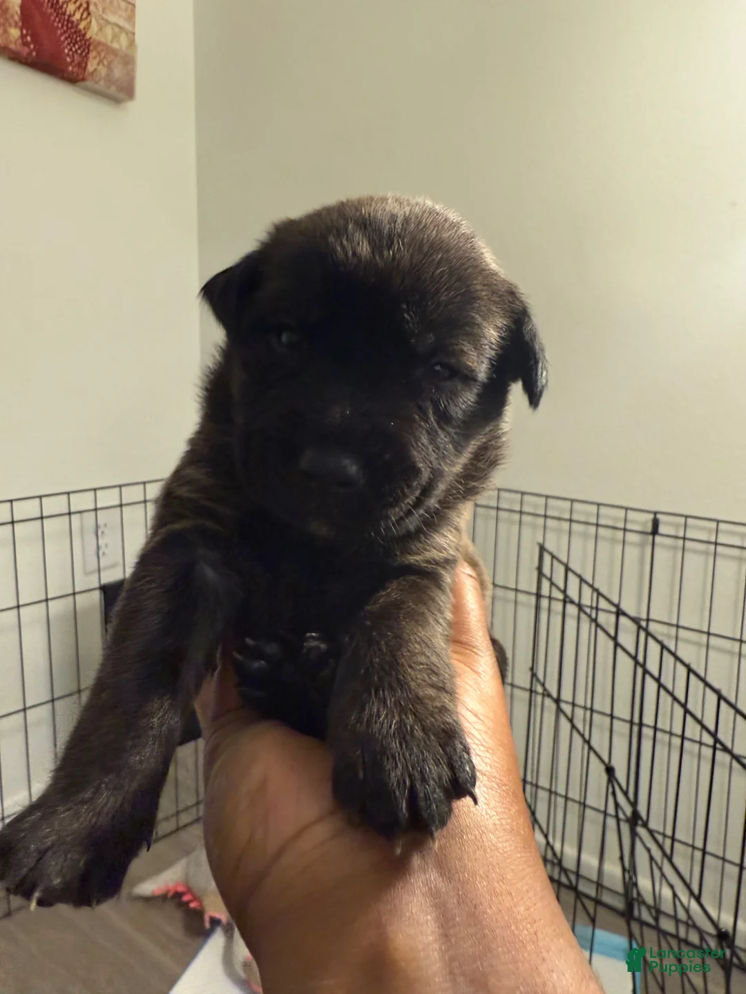 Mixed Breed dogs for sale: Mixed Breed Puppy 3 - Ad 1