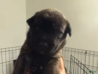 Mixed Breed dogs Mixed Breed Puppy 3 - Ad 6