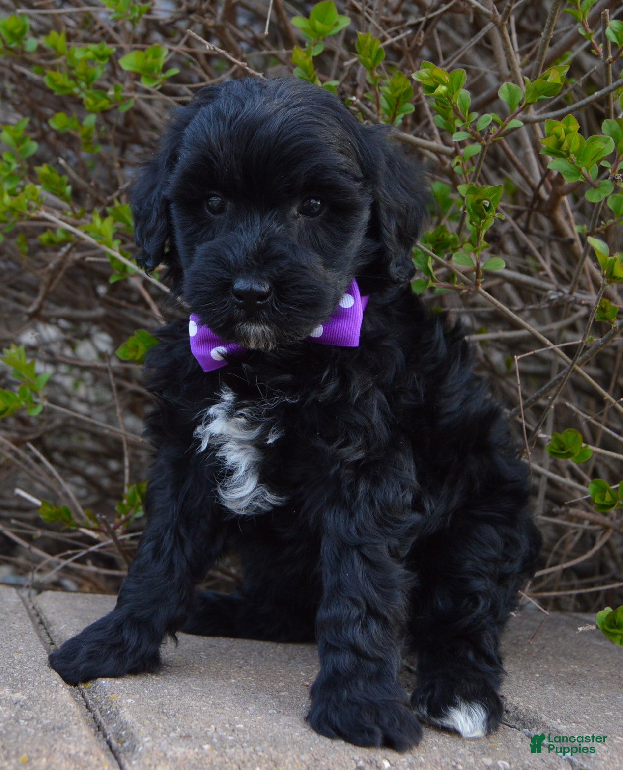 Mini Bernedoodle dogs Mini Brin - Ad 1