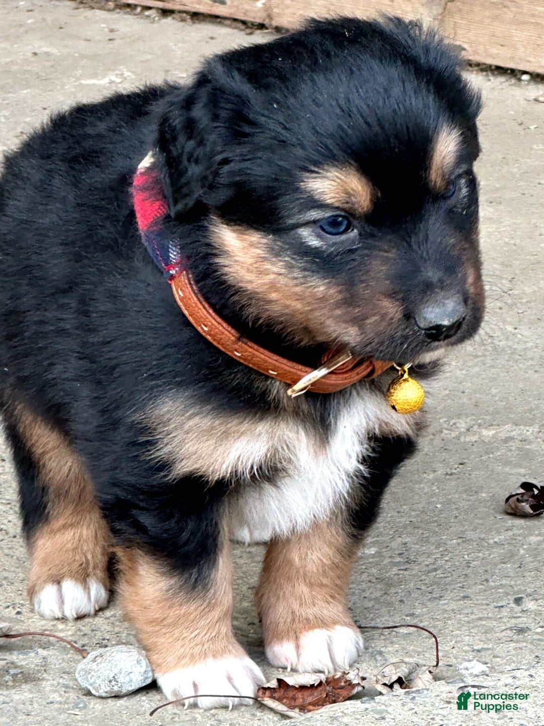 Miniature Australian Shepherd dogs for sale: Mistletoe - Ad 7