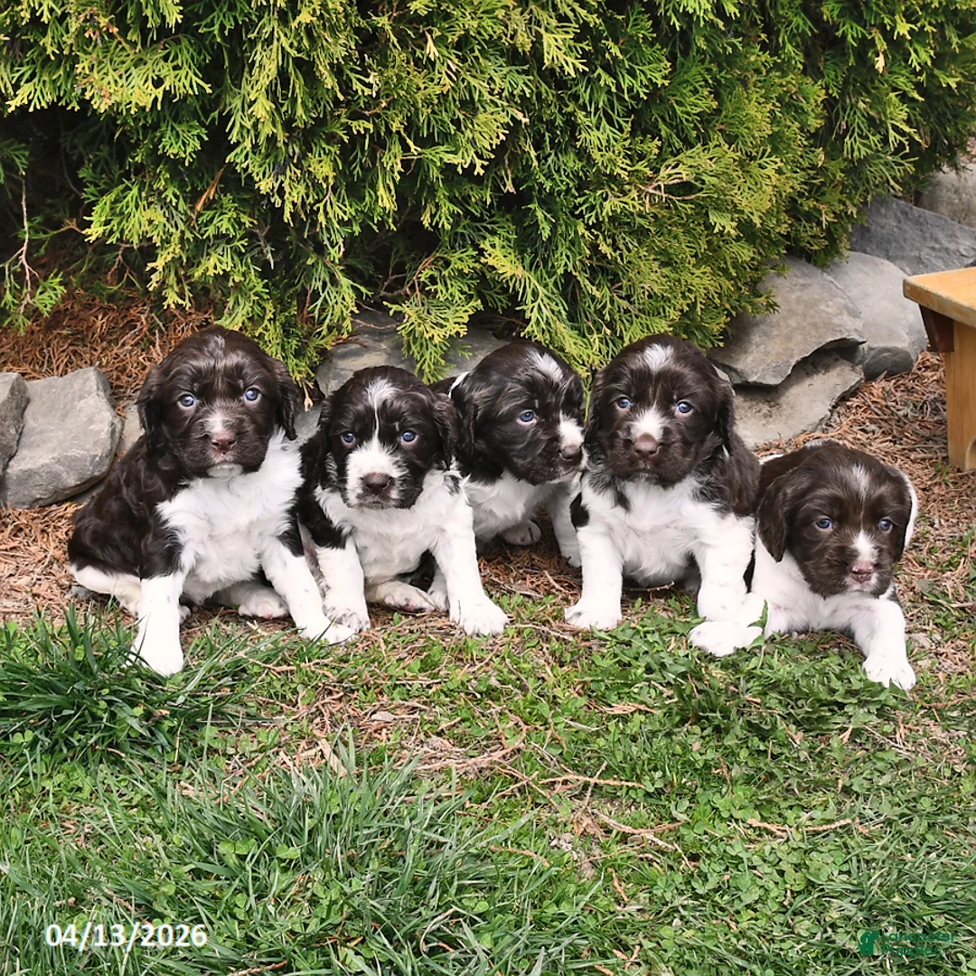 English Springer Spaniel dogs for sale: Emma - Ad 3